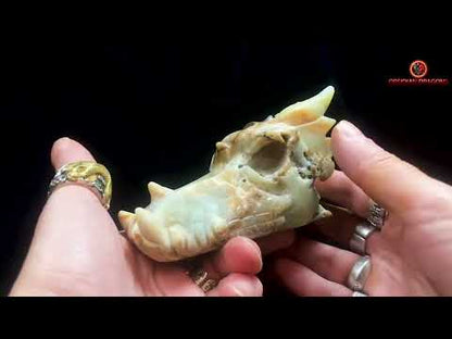 Crâne de dragon- Aragonite- Unique et artisanal