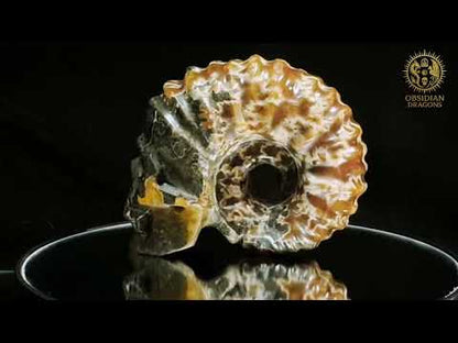 Crâne en ammonite fossile Douvilleiceras de Madagascar