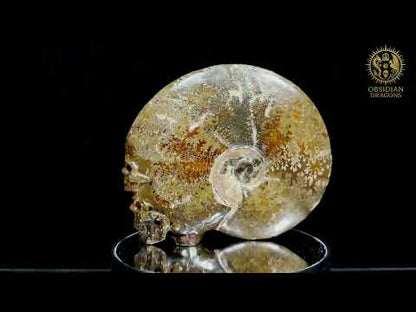 Double crâne sculpté dans une ammonite fossile Cleoniceras