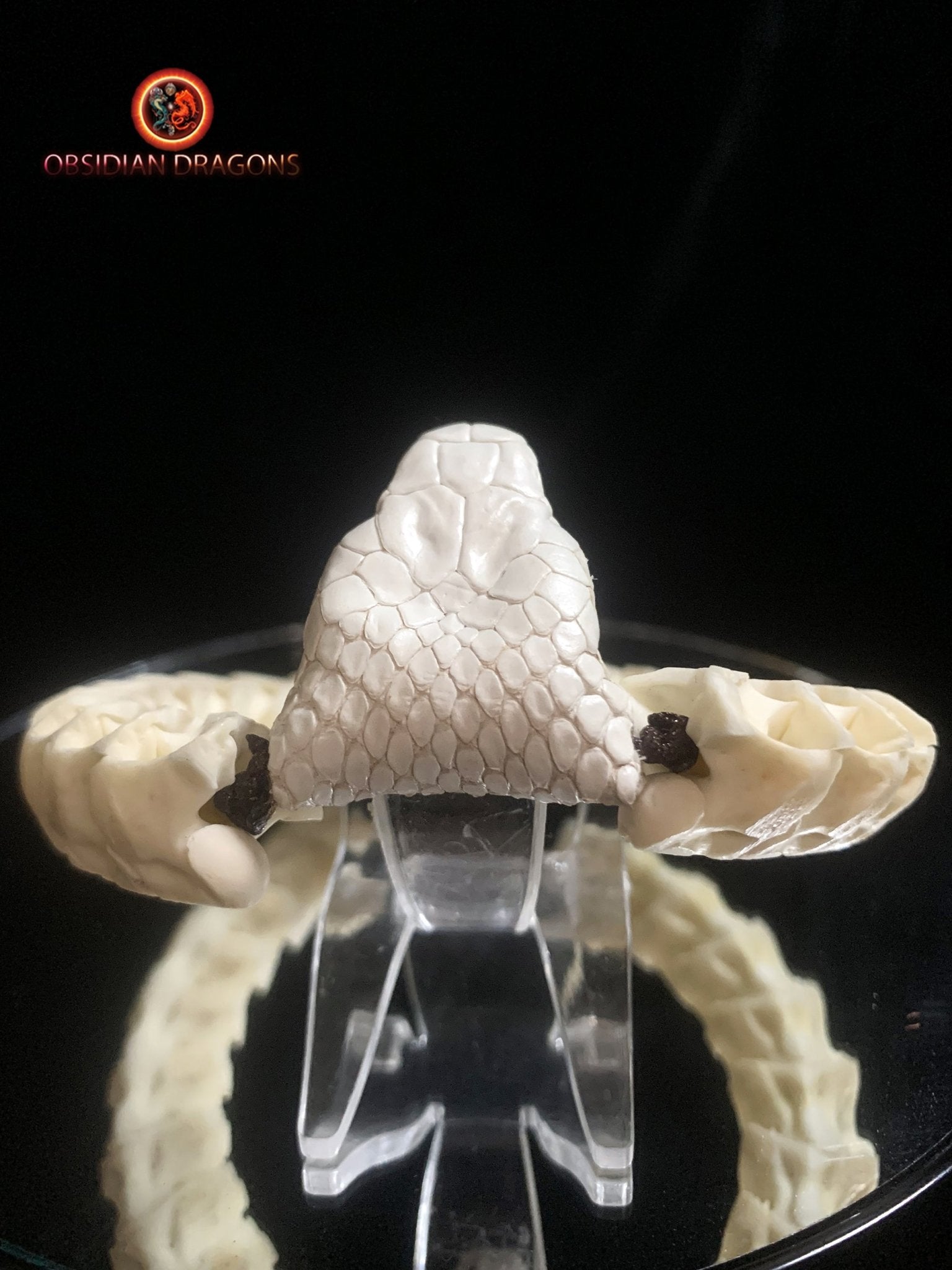 Bracelet en vertèbres de serpent- Tête de cobra naturalisée